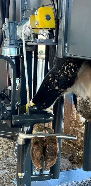 Kiwibox | vollhydraulischer Klauenpflegestand